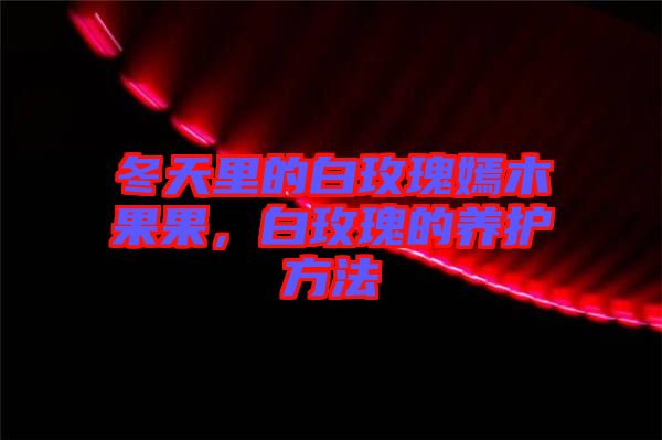 冬天里的白玫瑰嫣木果果，白玫瑰的養(yǎng)護方法